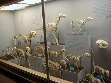 More skeletons<br>Location: <a href="https://www.google.com/maps/search/?api=1&query=38.89096,-77.02601" target="_new">Smithsonian National Museum of Natural History</a>